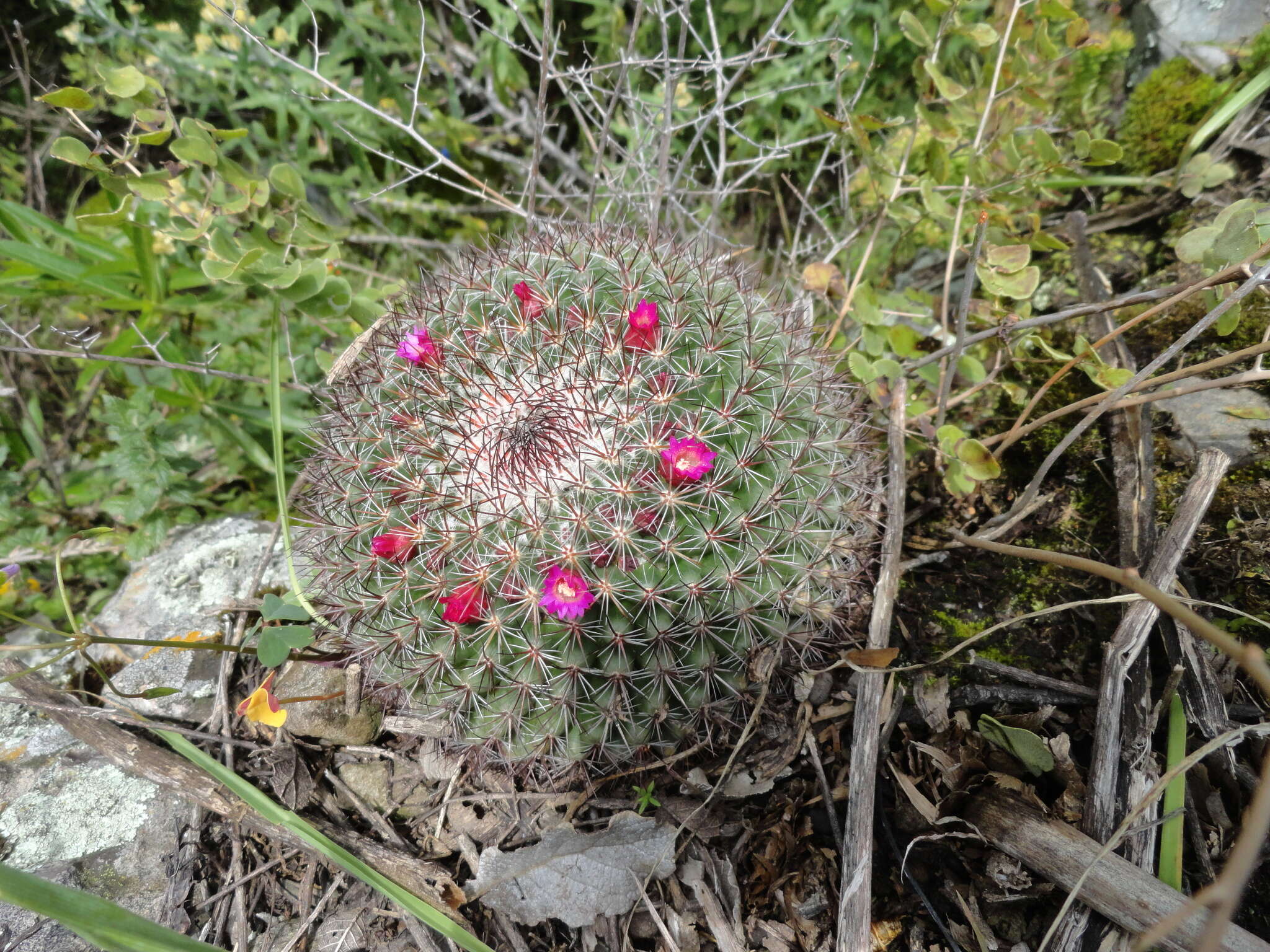 Mammillaria rhodantha subsp. rhodantha的圖片