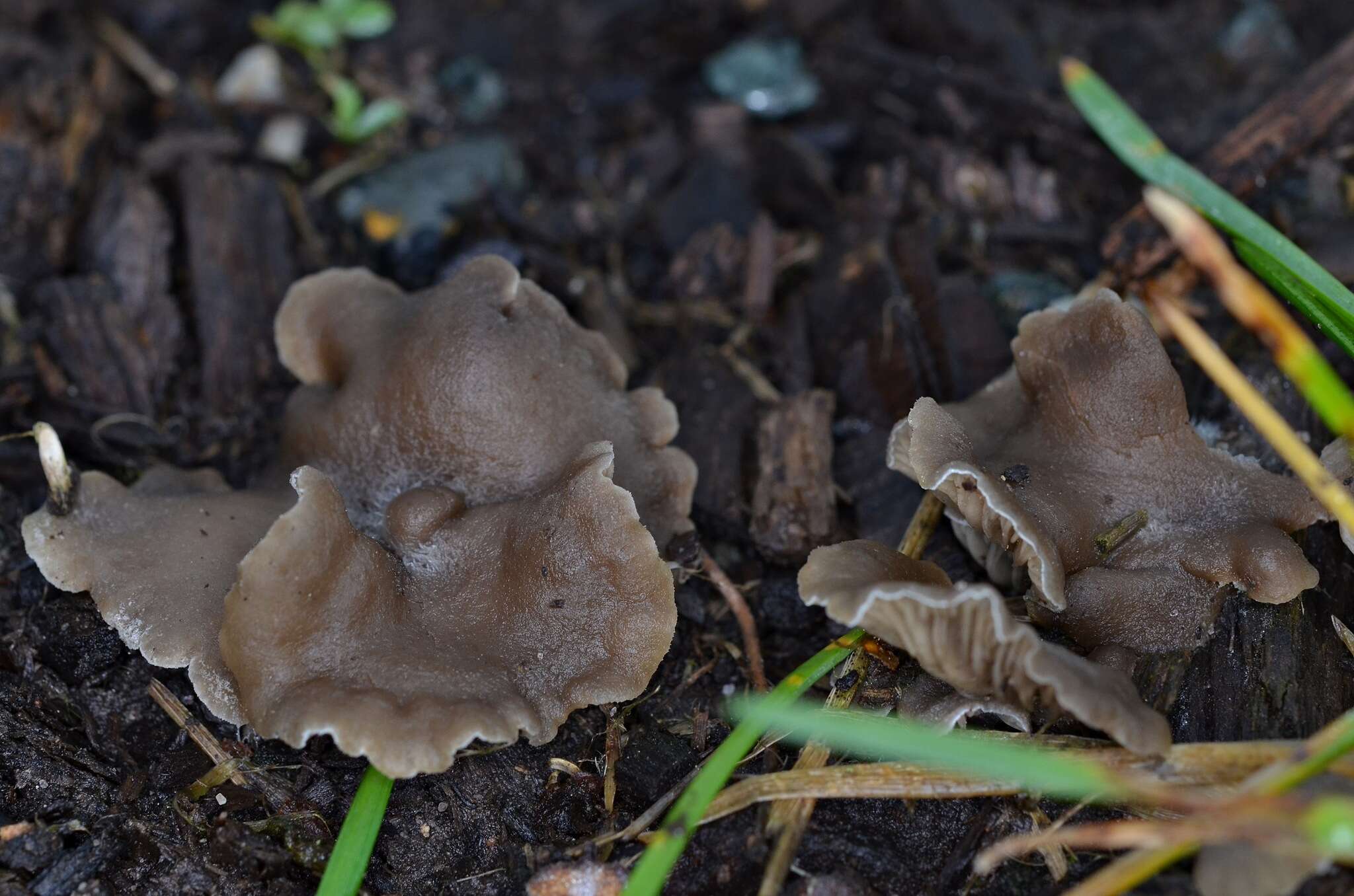 Image of Arrhenia acerosa (Fr.) Kühner 1980