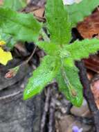 Image of Goodenia heterophylla subsp. teucriifolia (F. Müll.) R. Carolin