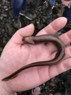 Image of Black blenny