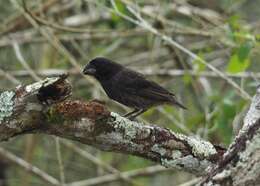 Image of Large Ground Finch