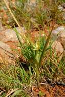 Image of Lapeirousia kalahariensis Goldblatt & J. C. Manning