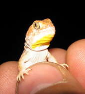 Image of Common Barking Gecko