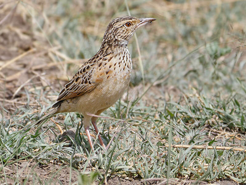 Image of Rufous-naped Lark