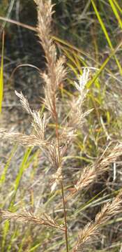 Image of Triraphis andropogonoides (Steud.) E. Phillips