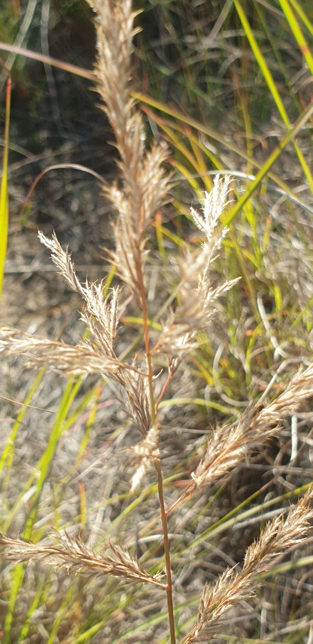 Imagem de Triraphis andropogonoides (Steud.) E. Phillips