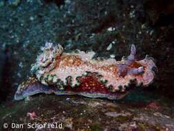 Image of Glossodoris acosti Matsuda & Gosliner 2018