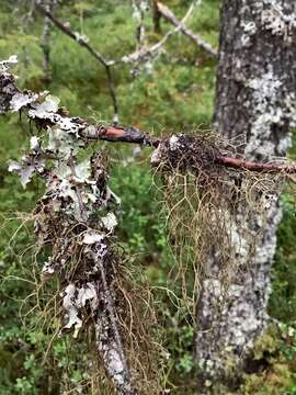 Image of Nadvornik's horsehair lichen