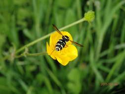 Image of Xanthogramma pilosum Nedeljković, Ricarte & Vujić 2018