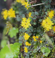 Image of Chrysosplenium album var. flavum Hara