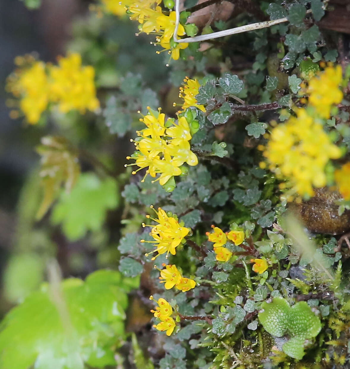 Image of Chrysosplenium album var. flavum Hara