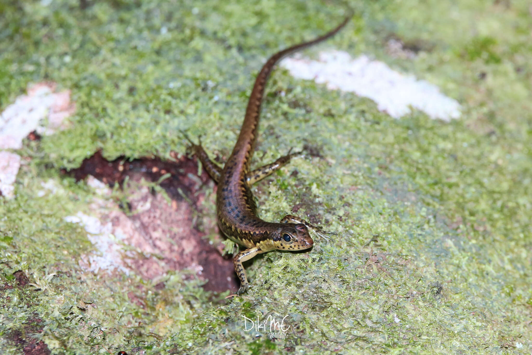 Sphenomorphus puncticentralis Iskandar 1994 resmi