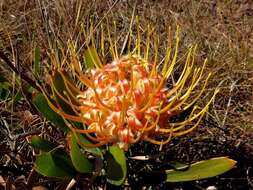 Image of Leucospermum gerrardii Stapf