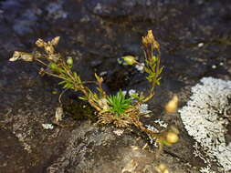 Image of stickystem pearlwort