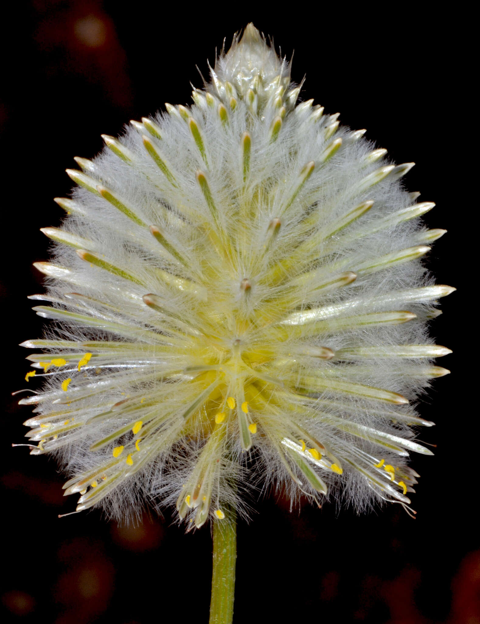 Image of Ptilotus xerophilus