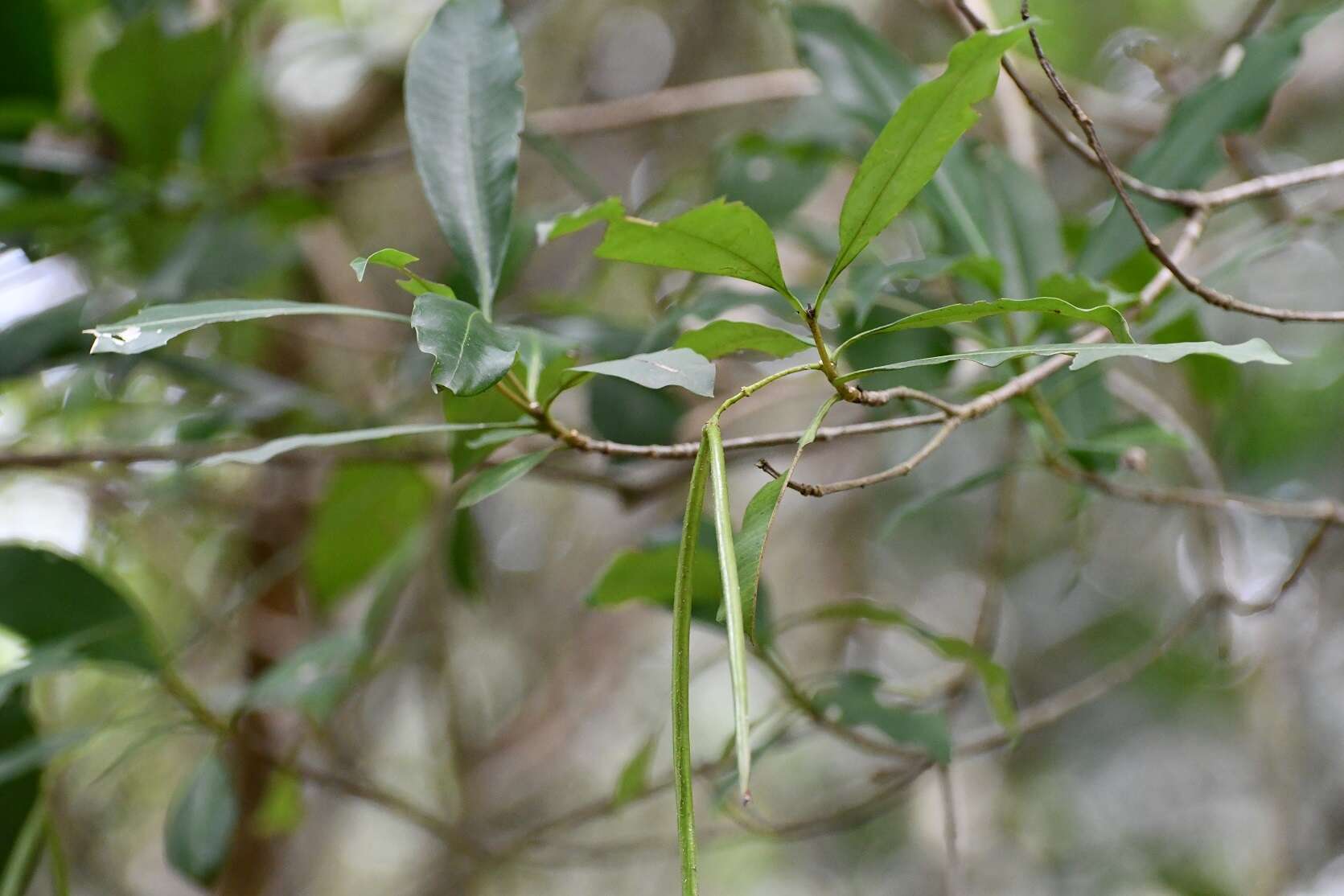 Image of Tonduzia longifolia (A. DC.) Markgr.