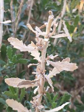 Image of alkali goldenbush