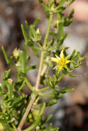 Image of Roepera aurantiaca Lindl.