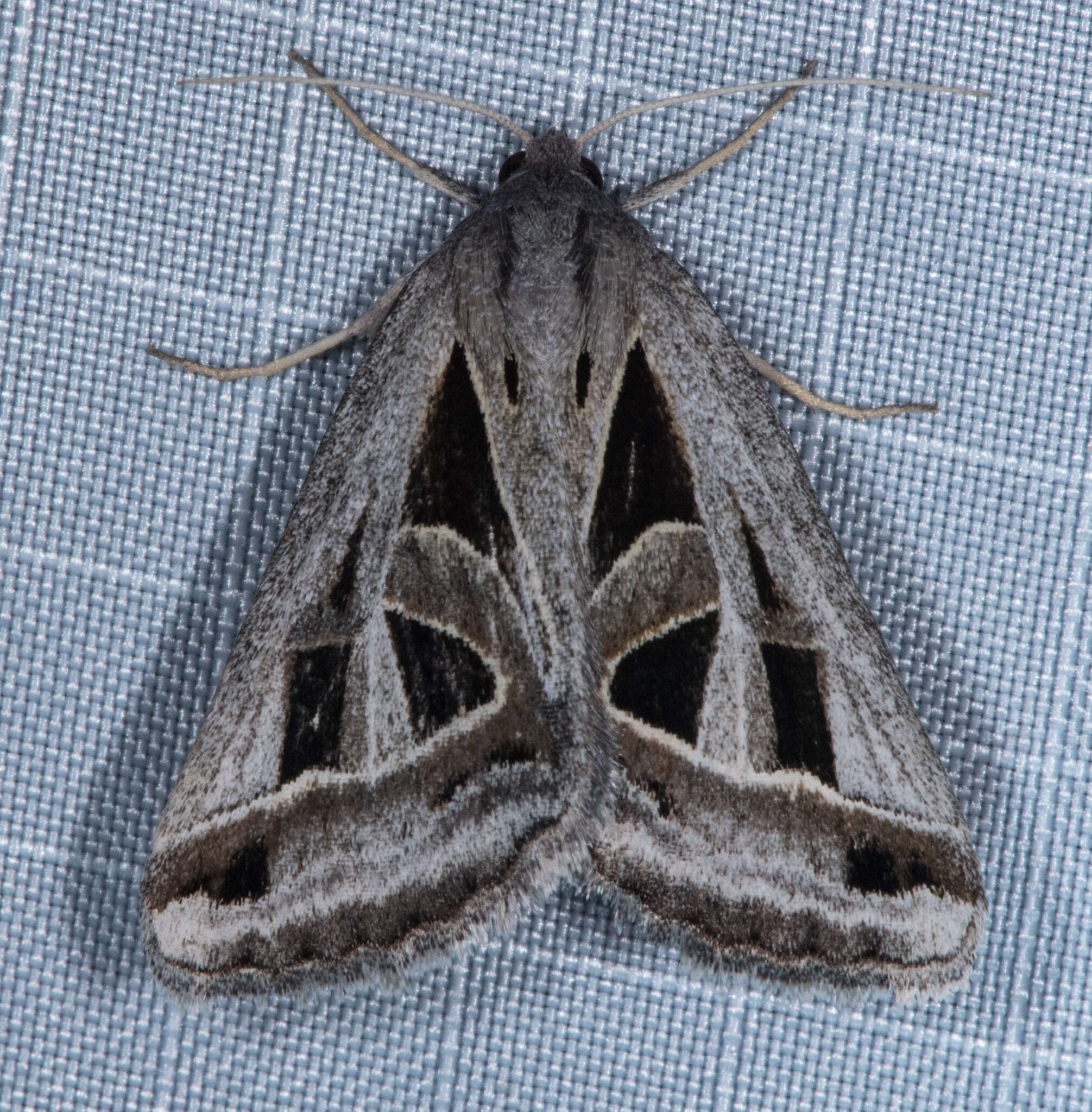 Image of Callistege diagonalis Dyar 1898