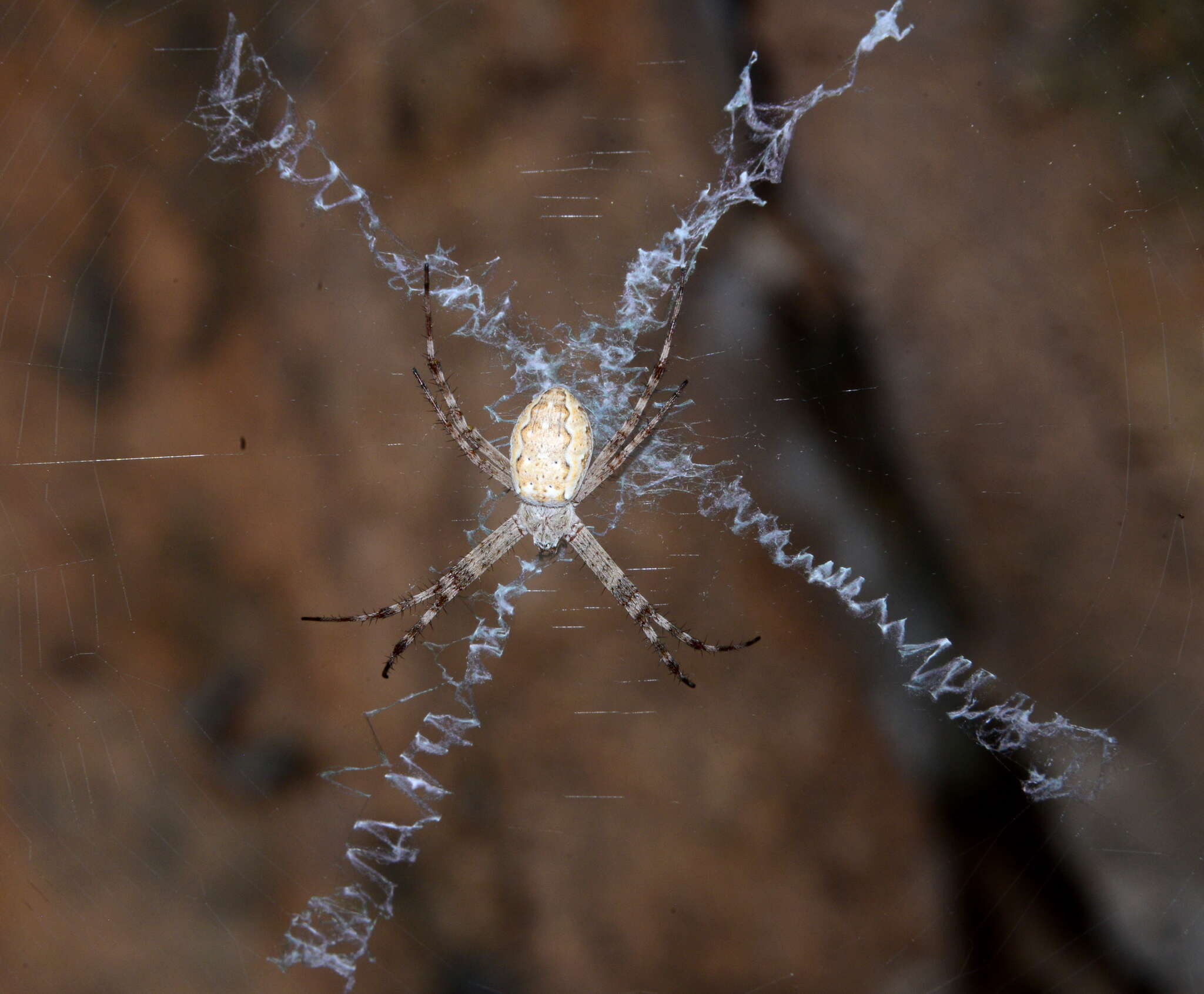 Imagem de Argiope mascordi Levi 1983