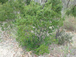 Image of Alyxia buxifolia R. Br.