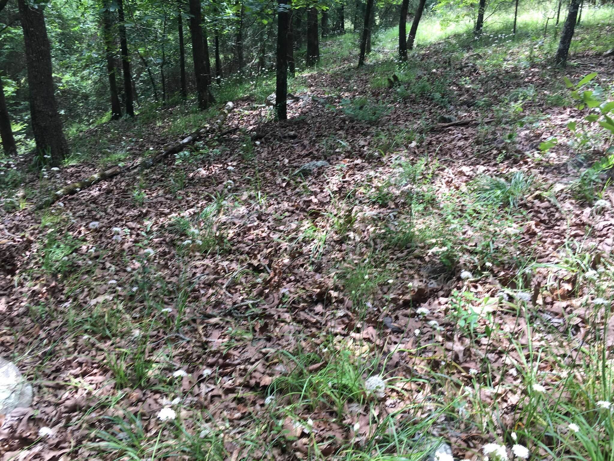 Image of meadow garlic