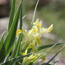Image de Iris maracandica (Vved.) Wendelbo