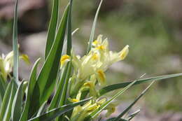 Image of Iris maracandica (Vved.) Wendelbo