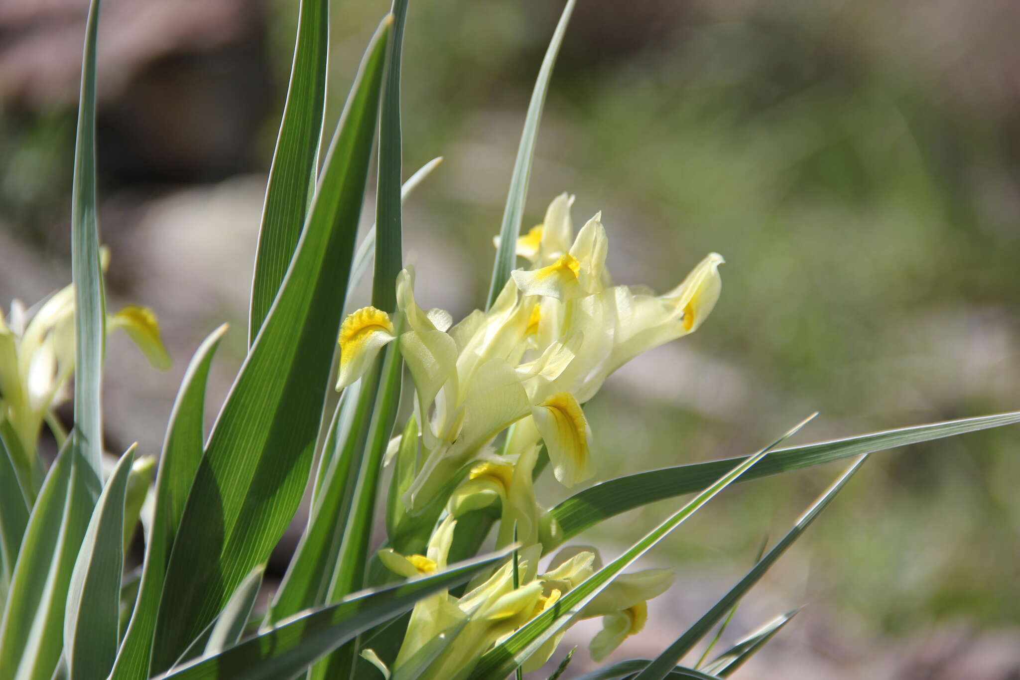 Image of Iris maracandica (Vved.) Wendelbo