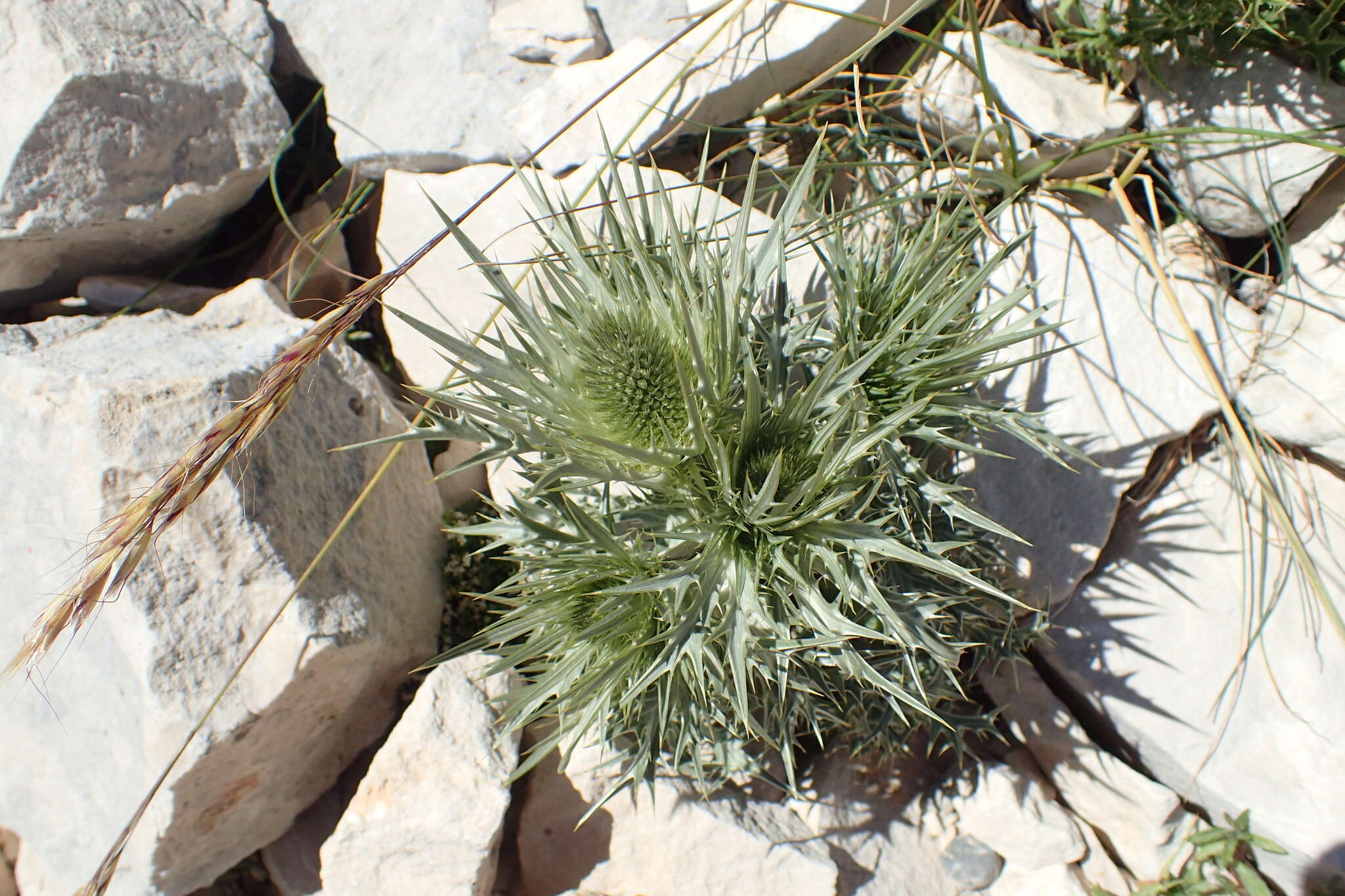 Eryngium spinalba Vill. resmi