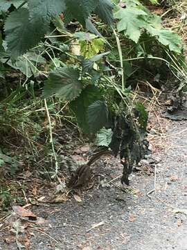 Image of Sonoma Chipmunk