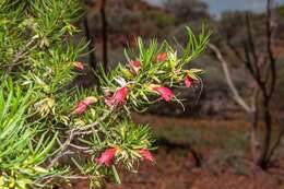 Image of Eremophila latrobei subsp. glabra (L. S. Smith) R. J. Chinnock