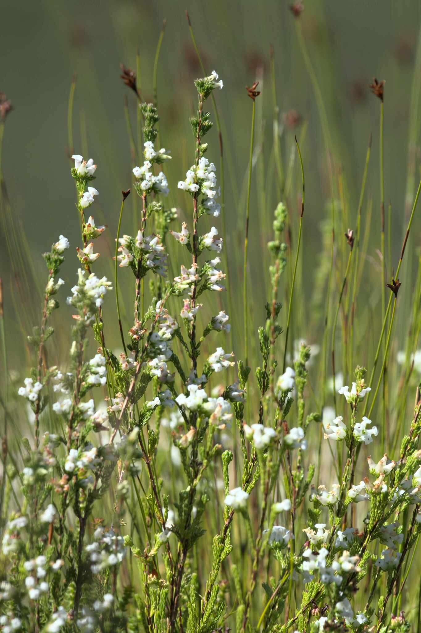 Image of Erica denticulata L.