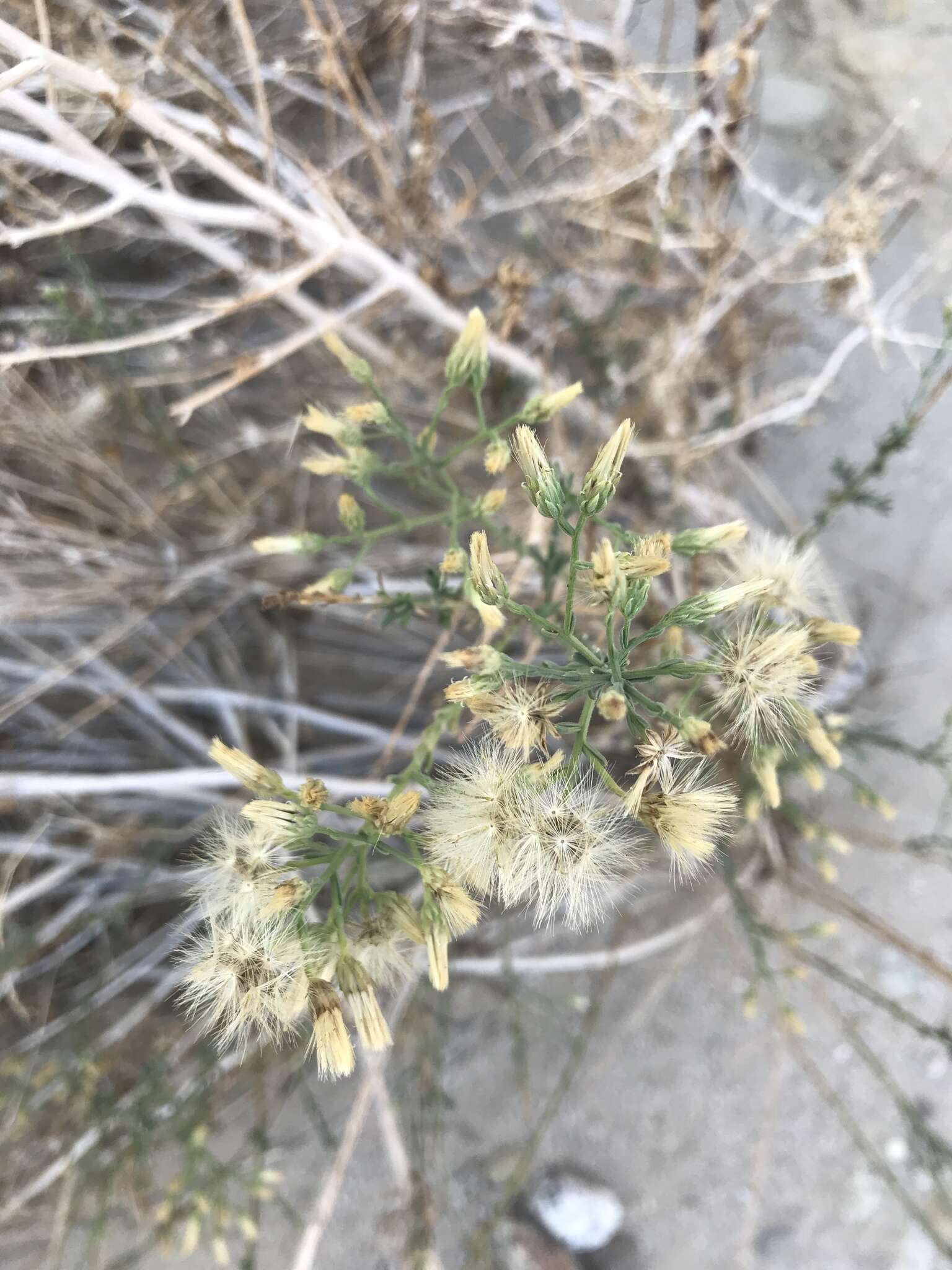 Image of shortleaf baccharis