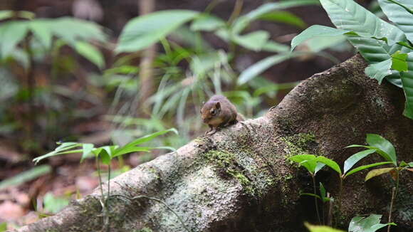 Image of Low's squirrel