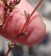 Image of Wahlenbergia rubens (H. Buek) Lammers