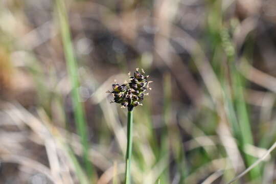 Image de Carex holostoma Drejer