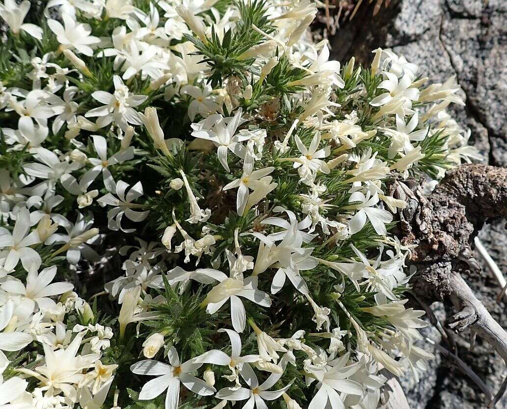 Image of San Jacinto prickly phlox