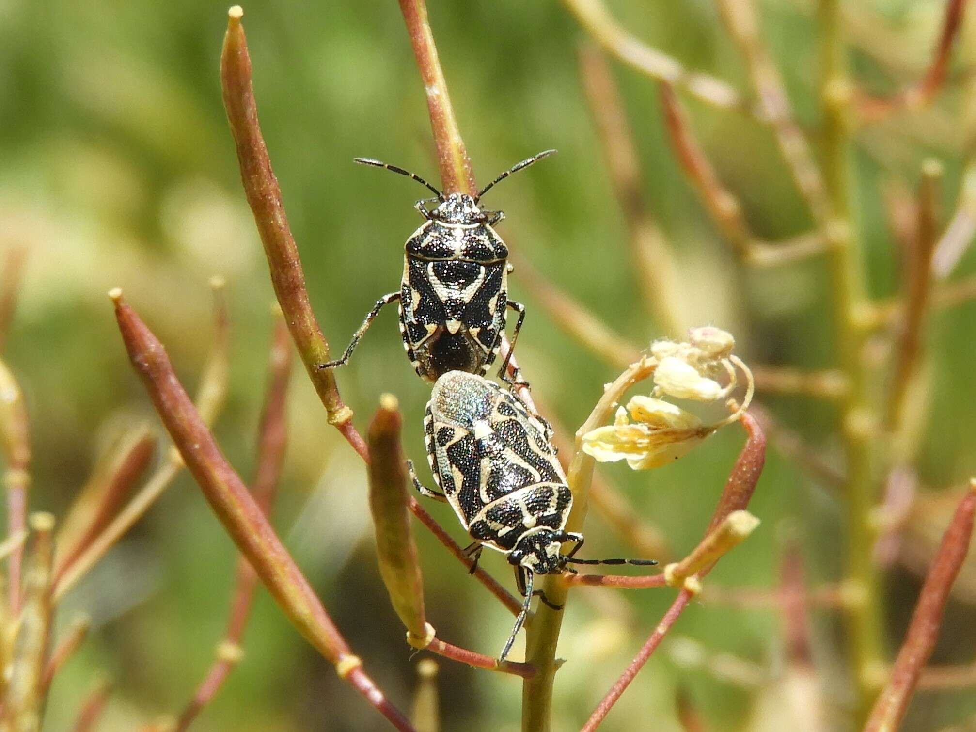 Image of <i>Eurydema lundbladi</i> Lindberg 1960