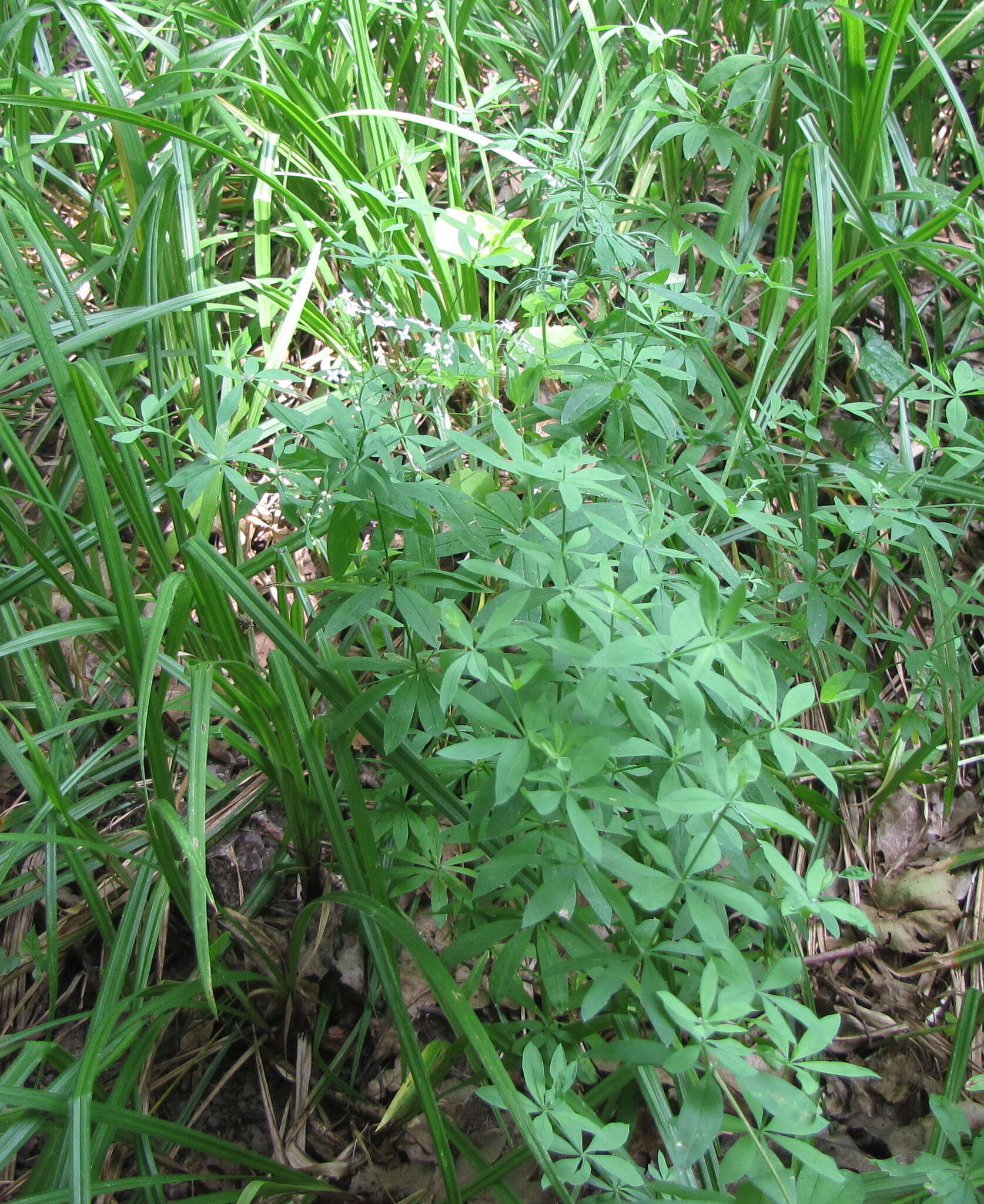 Image of Bedstraw