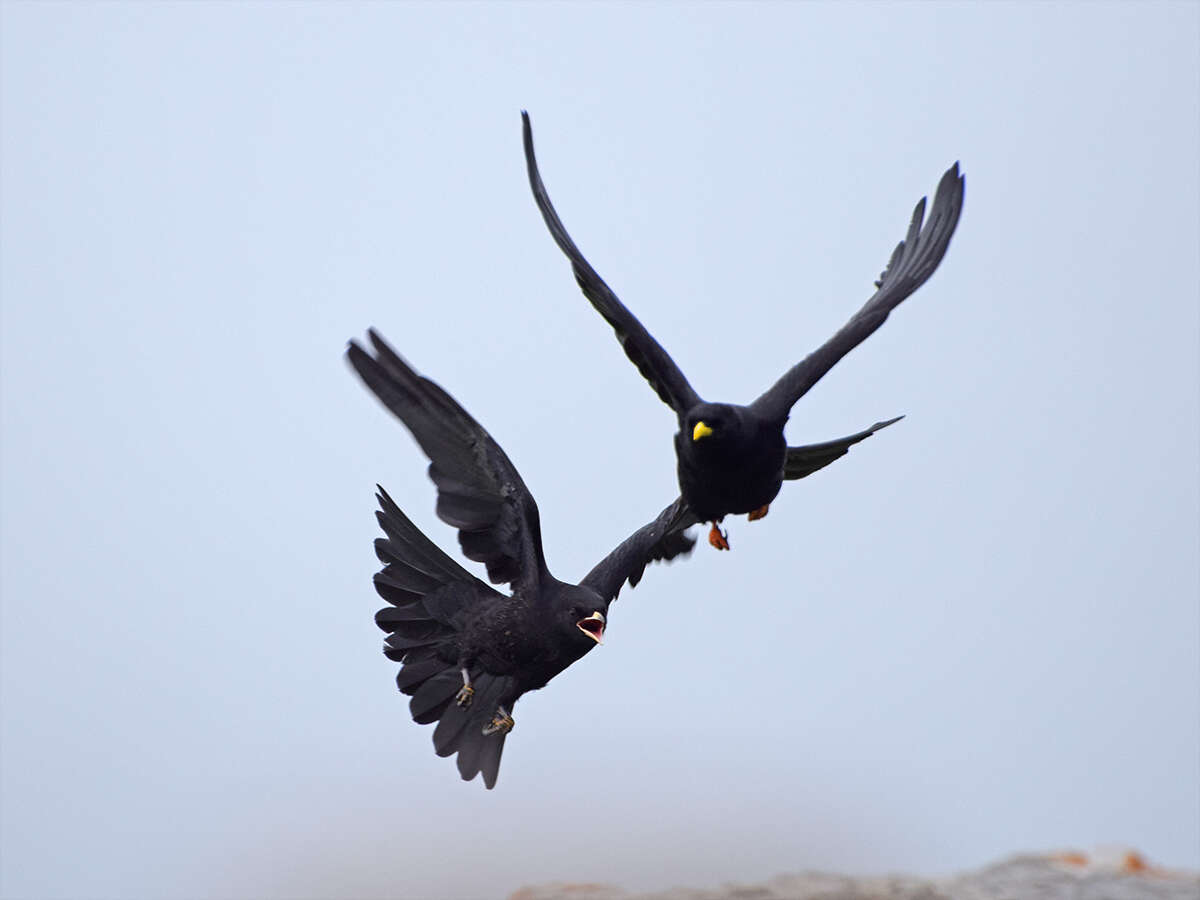 Image of Alpine Chough