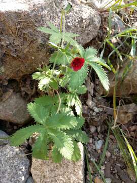 Image of scarlet cinquefoil