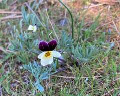 Image of Oregon violet