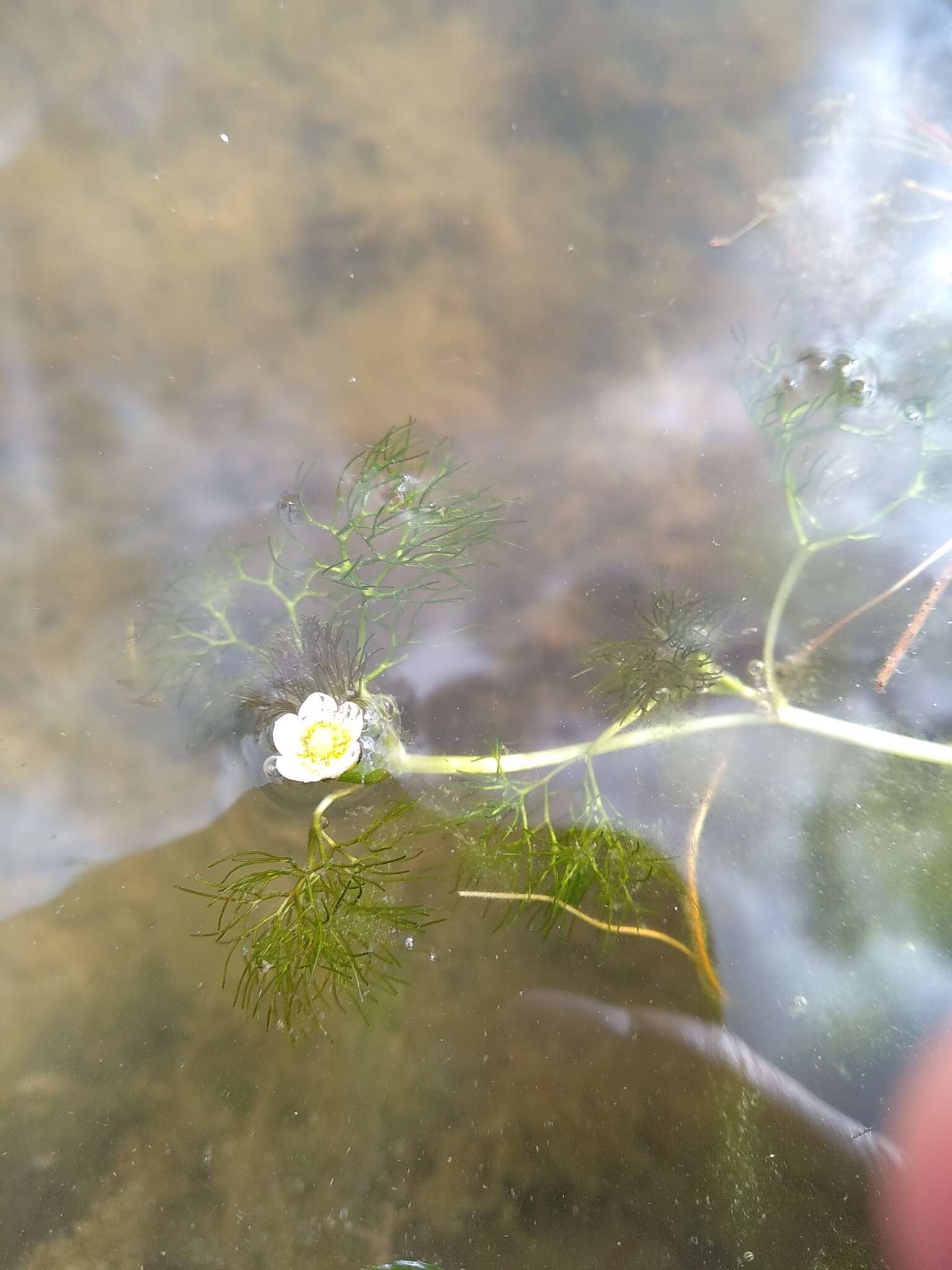 Image of Ranunculus rionii Lagger