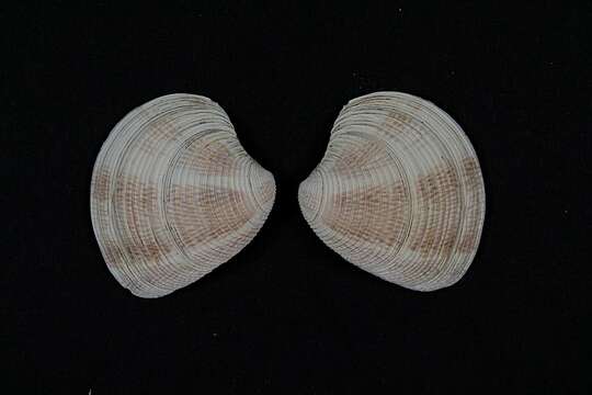 Image of striped venus clam