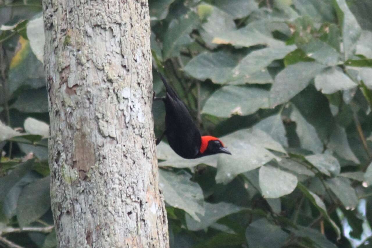 Image of Red-headed Malimbe