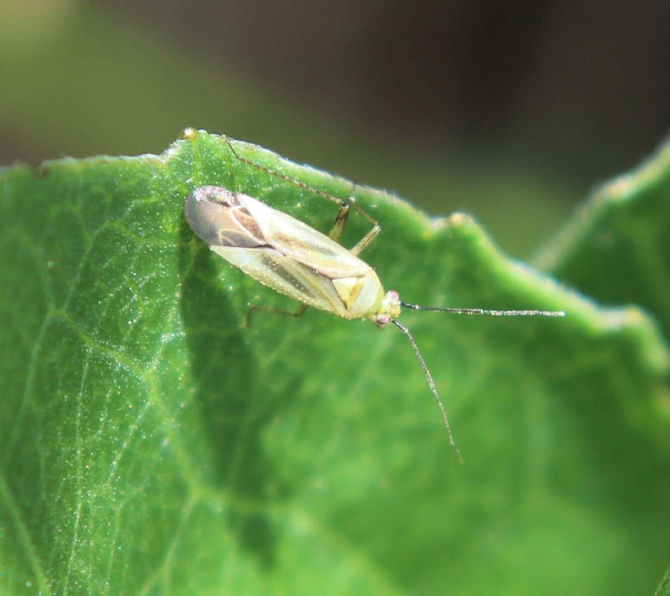 Image of Plagiognathus longipennis (Uhler 1895)