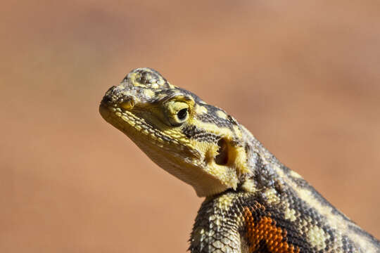 Слика од Agama planiceps Peters 1862