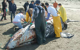 Image of gray whales