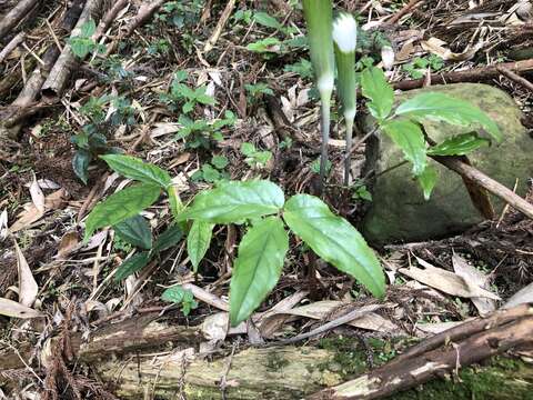 Image of Arisaema penicillatum N. E. Br.